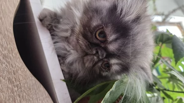 Cucciole persiane ipertipiche  femminucce | Foto 4