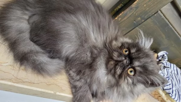 Cucciole persiane ipertipiche  femminucce | Foto 3