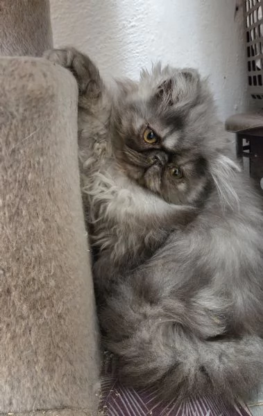 Cucciole persiane ipertipiche  femminucce | Foto 2