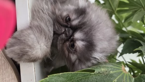Cucciole persiane ipertipiche  femminucce | Foto 1