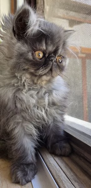 Cucciole persiane ipertipiche  femminucce