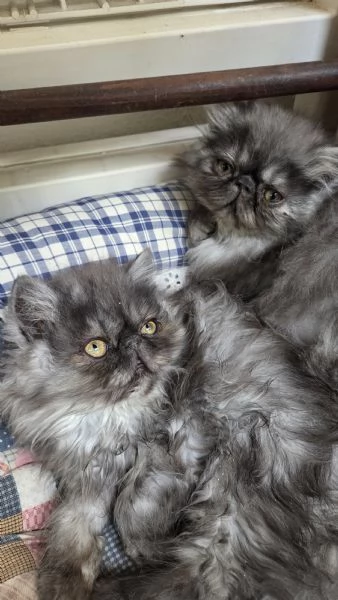 Cucciole persiane ipertipiche  femminucce | Foto 0