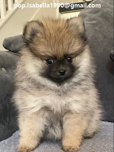 Volpino Pomerania mini toy Cuccioli di Volpino Pomerania toy rosso hanno 3 mesi peso attuale 15 k