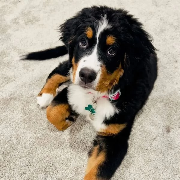 Cuccioli di bovaro del bernese | Foto 0
