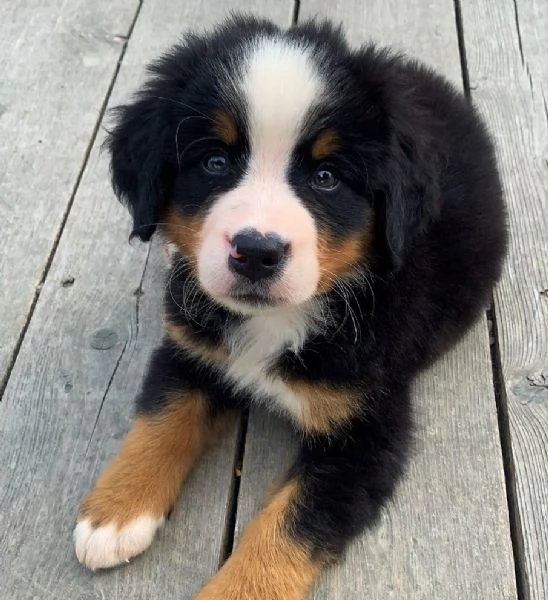 Cuccioli di bovaro del bernese