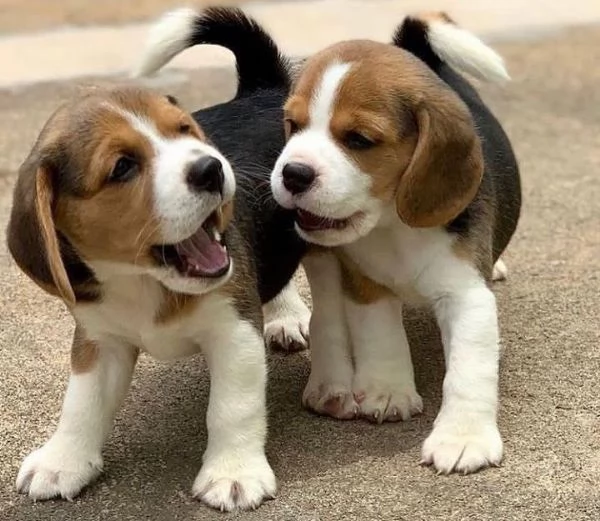 Bellissimi cuccioli di Beagle | Foto 1
