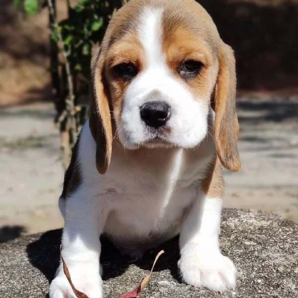 Bellissimi cuccioli di Beagle | Foto 0