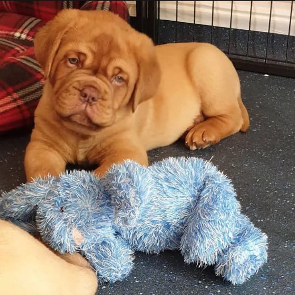 cuccioli di dogue de bordeaux | Foto 1