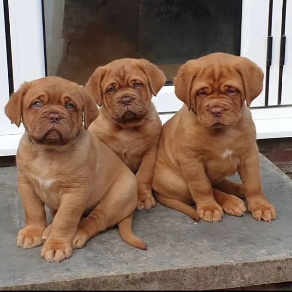 cuccioli di dogue de bordeaux | Foto 0