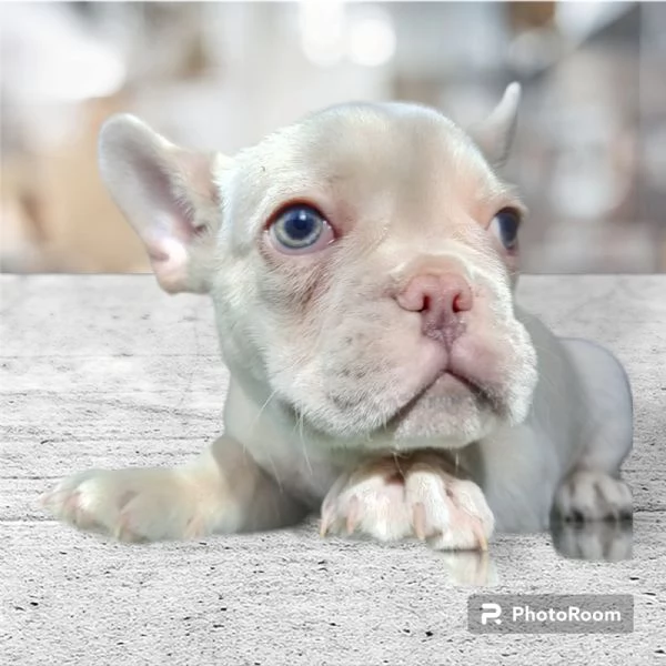 Bulldog francese platinum | Foto 5