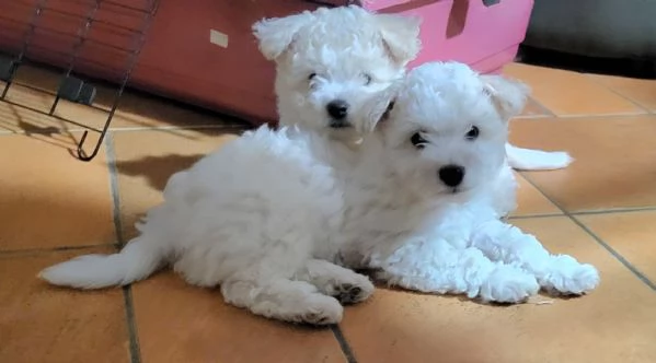 Cucciole di bichon frisegrave  | Foto 2