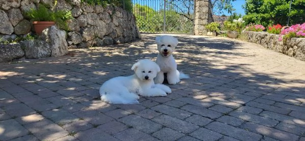 Cucciole di bichon frisegrave  | Foto 1