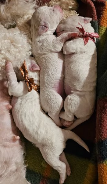 Cucciole di bichon frisegrave  | Foto 0