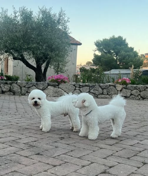 Cucciole di bichon frisegrave 