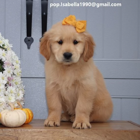 Golden Retriever marrone DisponibiliGolden Retriever maschio e femmina  Colorazione marrone  Contat
