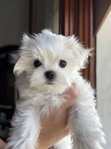 Cuccioli di maltese con pedigree ENCI | Foto 1