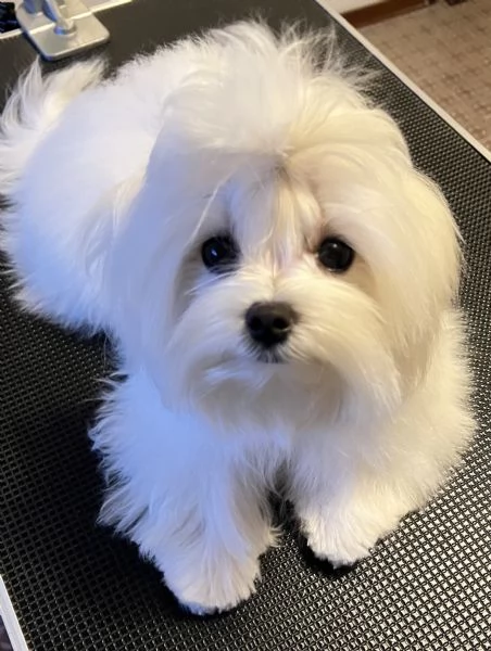 Cucciolo di maltese con pedigree ENCI