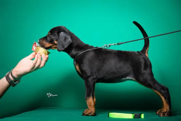 Dobermann cuccioli | Foto 5