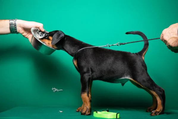 Dobermann cuccioli | Foto 3