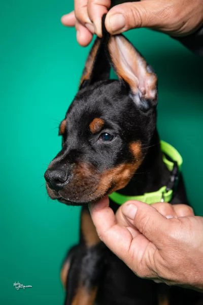 Dobermann cuccioli | Foto 2