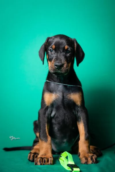 Dobermann cuccioli | Foto 1