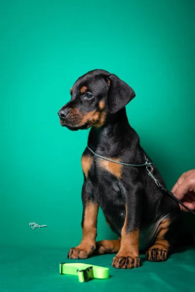 Dobermann cuccioli | Foto 0