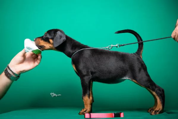 Dobermann cuccioli
