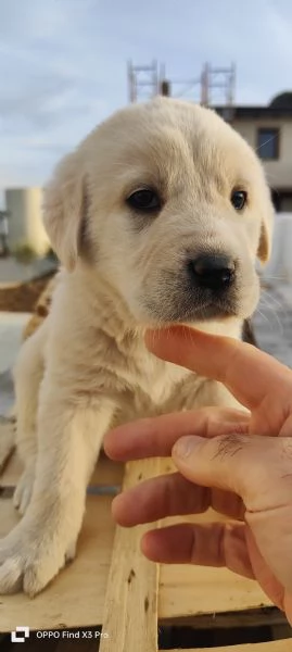 Regalo cuccioli di Pastore abruzzese incrocio con Corso