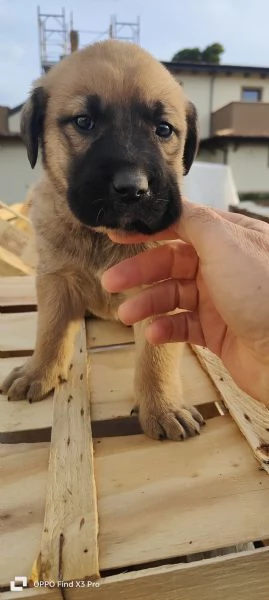 Regalo cuccioli di Pastore abruzzese incrocio con Corso | Foto 1