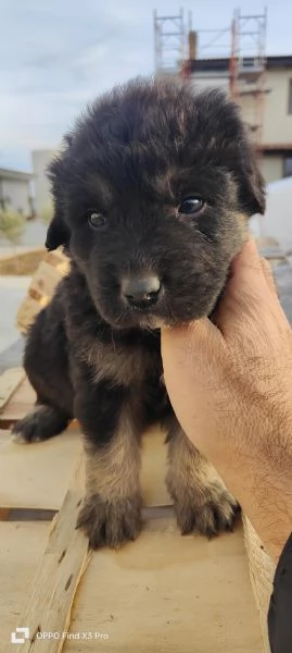 Regalo cuccioli di Pastore abruzzese incrocio con Corso | Foto 0