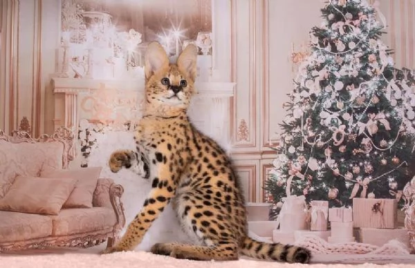 gattini serval disponibili per case amorevoli | Foto 6