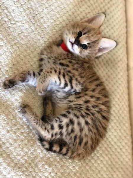 gattini serval disponibili per case amorevoli | Foto 4