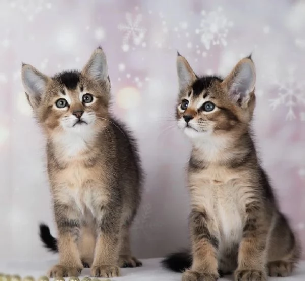 disponibili bellissimi cuccioli caracat F1 F2 F3 F4 e F5 | Foto 0