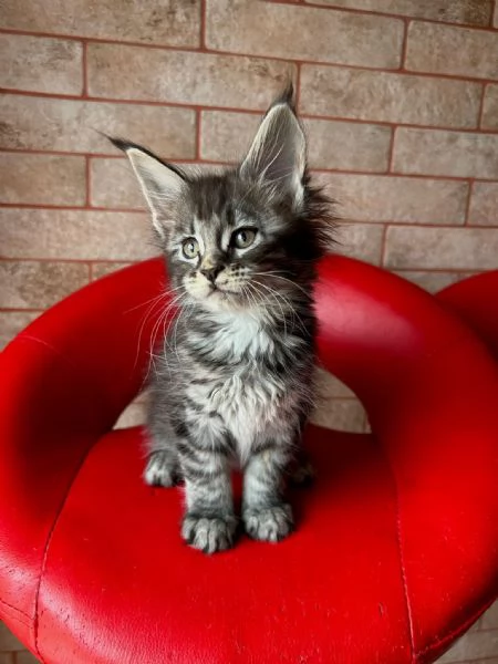 Disponibili cuccioli di maine coon | Foto 6