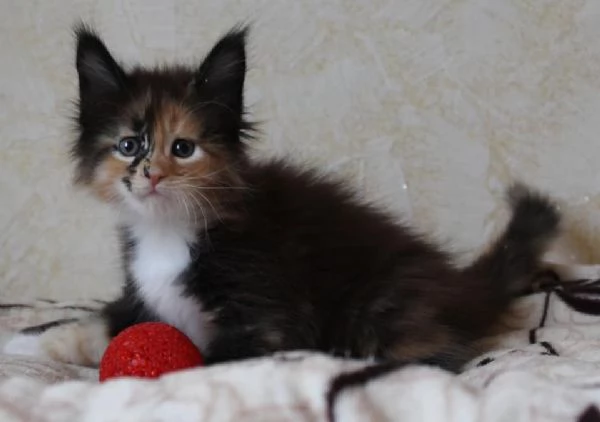 Disponibili cuccioli di maine coon | Foto 4