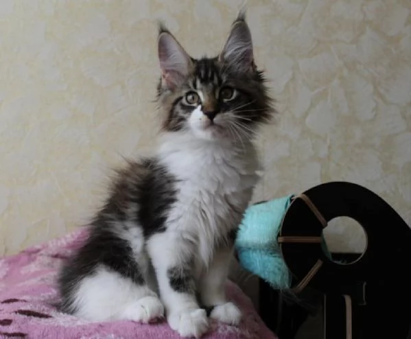 Disponibili cuccioli di maine coon | Foto 3