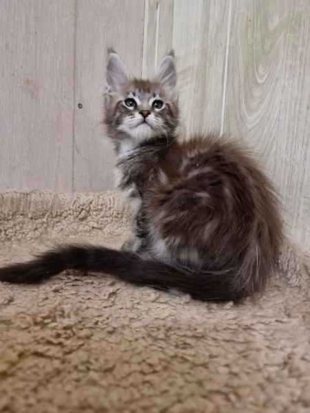 Disponibili cuccioli di maine coon | Foto 2