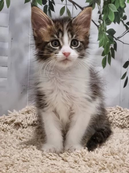 Disponibili cuccioli di maine coon | Foto 0