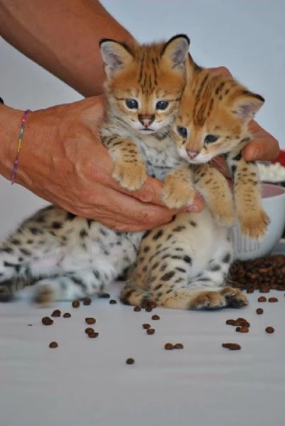 Disponibili splendidi cuccioli di Savannah F5