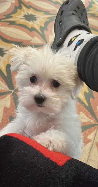 Maltese  | Foto 2