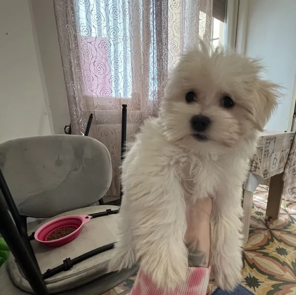Maltese  | Foto 1