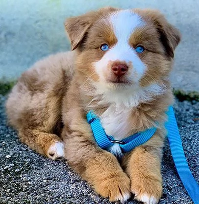 Cuccioli di pastore australiano