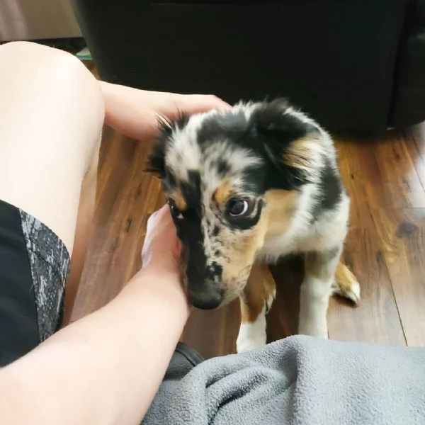 Cuccioli di pastore australiano | Foto 1