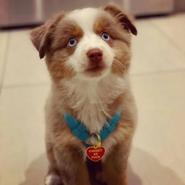 Cuccioli di pastore australiano | Foto 0