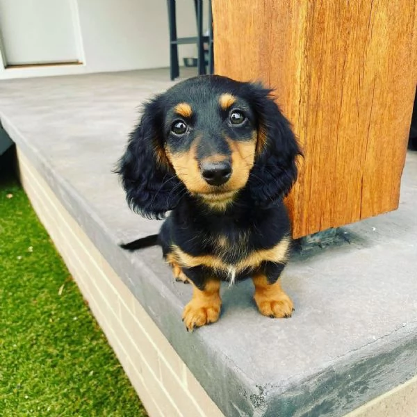 Cuccioli di bassotto