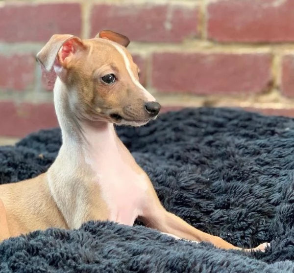 Cuccioli di levriero italiano | Foto 1