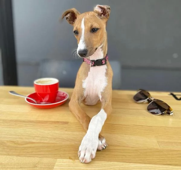 Cuccioli di levriero italiano