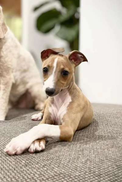 Cuccioli di levriero italiano | Foto 0