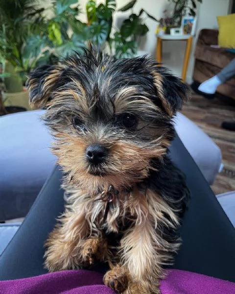 Cuccioli di Yorkshire terrier | Foto 1