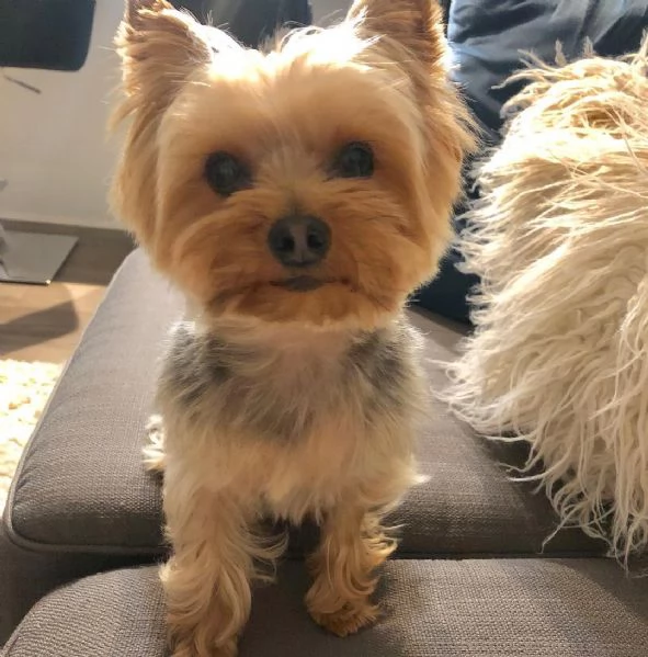 Cuccioli di Yorkshire terrier | Foto 0
